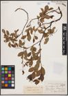 Foto von Salix herbacea L. x Salix phylicifolia L. x Salix polaris Wahlenb.